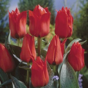 Tulipa Grower's Pride