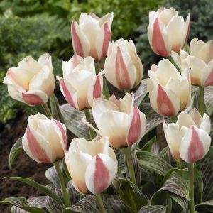 Tulipa Haute Couture