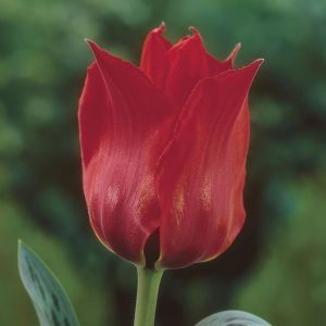 Tulipa Julius Caesar