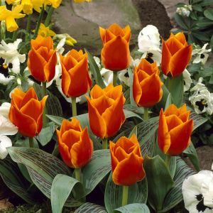 Tulipa Sun Dance