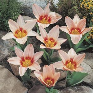 Tulipa Fritz Kreisler