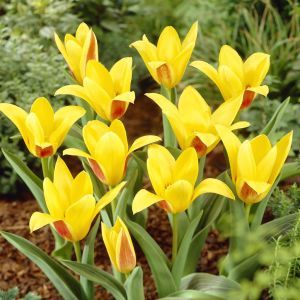 Tulipa Giuseppe Verdi