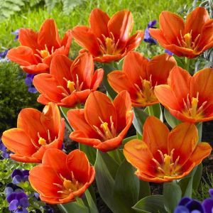 Tulipa Love Song