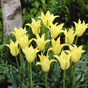 Tulipa Cistula