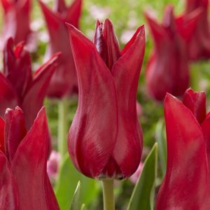 Tulipa Elegant Lady Red