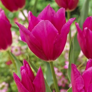 Tulipa Lilyrosa