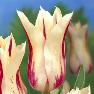 Tulipa Marilyn