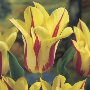 Tulipa Mona Lisa
