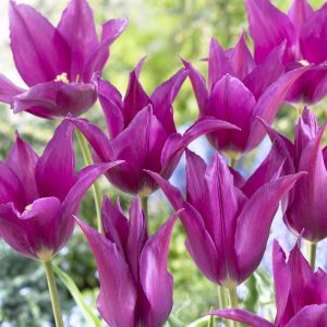 Tulipa Purple Dream