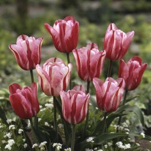 Tulipa Flaming Kiss