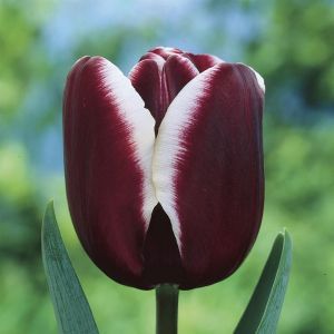 Tulipa Fontainebleau