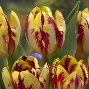 Tulipa Grand Perfection