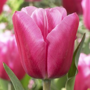 Tulipa Jumbo Pink