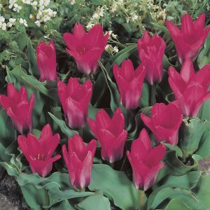Tulipa Pink Dwarf