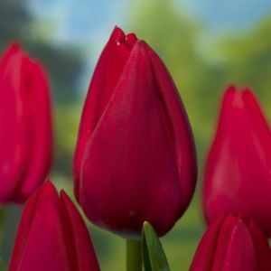 Tulipa Red Rover