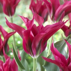 Tulipa Doll's Minuet