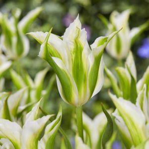 Tulp viridiflora Green Star 11/12 cm x 10