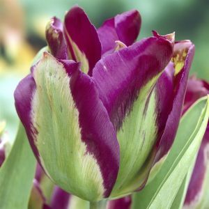 Tulipa viridiflora Violet Bird