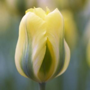 Tulp viridiflora Yellow Springgreen 11/ x 10