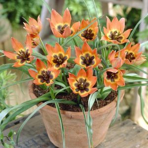 Tulipa Little Princess