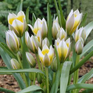 Tulipa Little Star