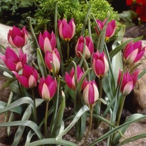 Tulipa humilis Persian Pearl