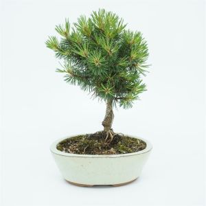 Bonsai Pinus