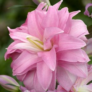 Lilium Oriental Lotus breeze 12/14 x 3