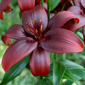 Royal Kiss 2592x3888 (1)