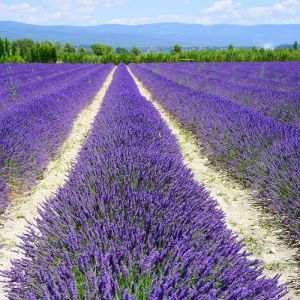 Lavendel Hidcote Provence