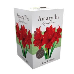 Amaryllis dubbel rood