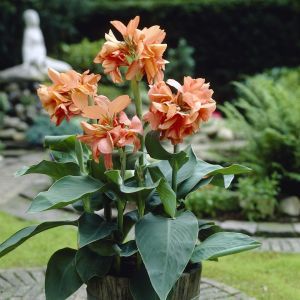 Canna Salmon Pink