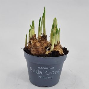 Narcissi Bridal Crown