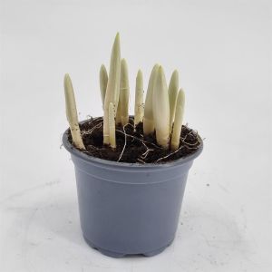 Crocus king of the Striped