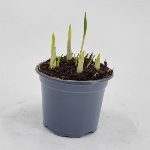 Fritillaria Uva Vulpis