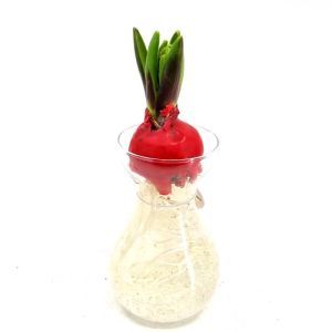 Red Wax Hyacinth in glass