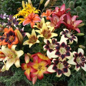 AZIAAT BICOLOUR en SPIKKEL gemengd (3)