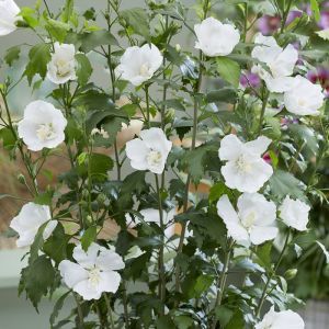 Hibiscus Syriacus Flower Tower White 9 cm pot