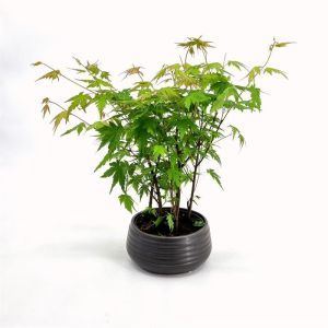 Bonsai Acer Palmatum 19 cm