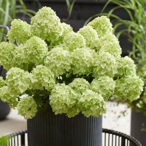 hydrangea pan Petit Cherry