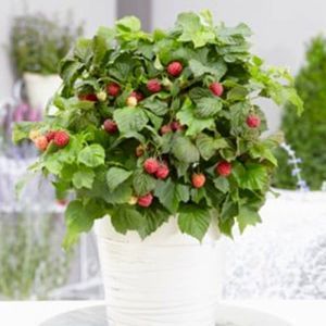 Rubus idaeus BonBonBerry Yummy 12 cm pot
