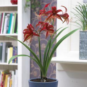 Hippeastrum Bogota Â®