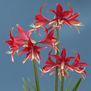 Hippeastrum Quito Â®