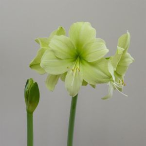 Hippeastrum Fantasy Dream