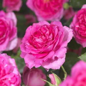 K83505 Rosa 'Pink Climber'