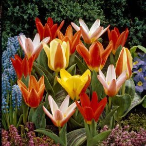 Tulipa kaufmanniana Mixed
