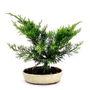 Bonsai Juniperus 20 cm