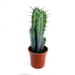 Myrtillocactus geometrizans 17 cm pot