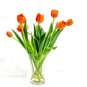Tulpenbos Oranje