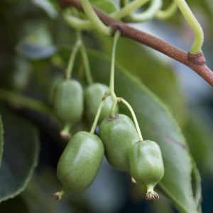 visi54771(Voor Act.super issai)